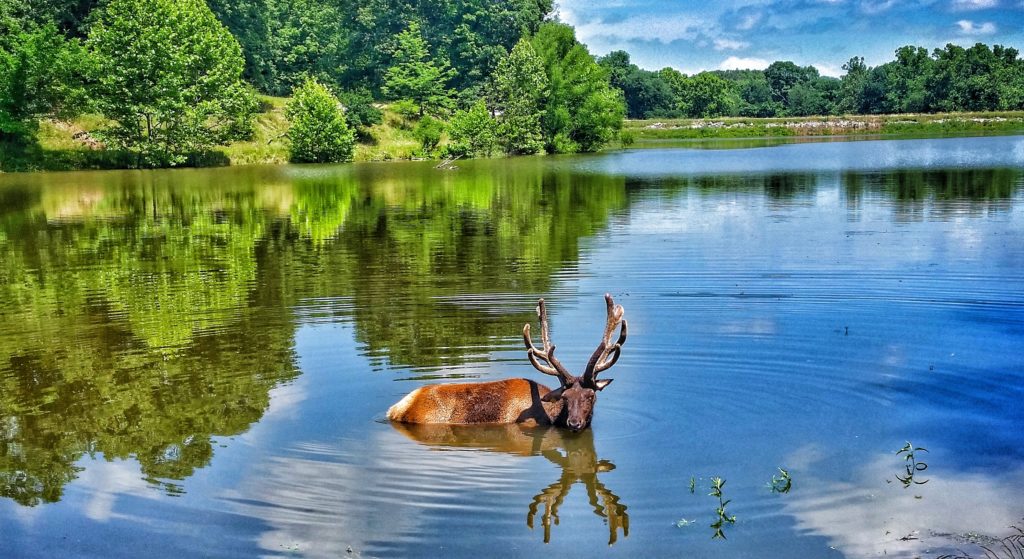 Elk in Lake