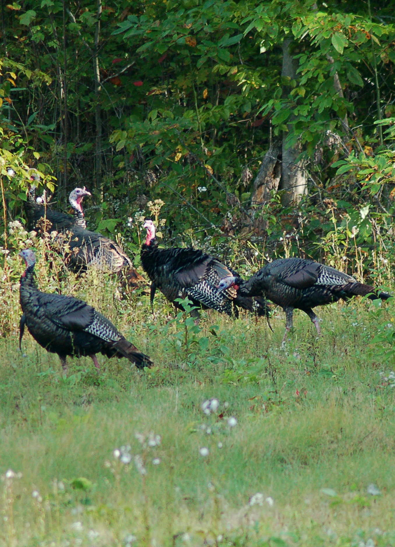 fall turkeys blog