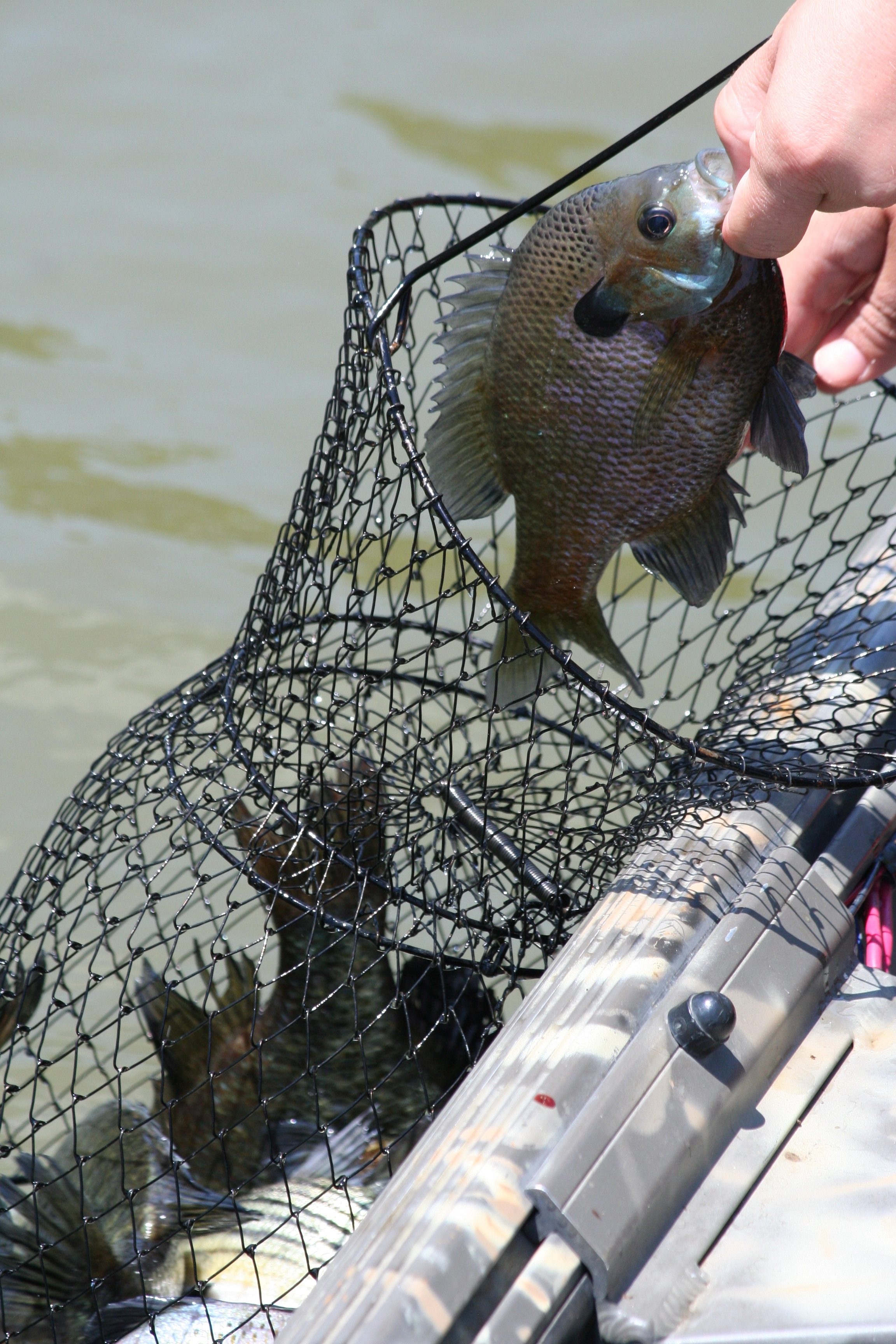 An angler drops another bluegill in the basket during an outing in May.