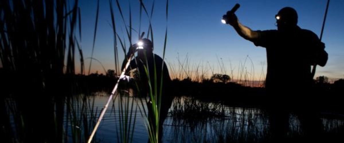 Frog Gigging: A Nighttime Treat - Conservation Federation of Missouri