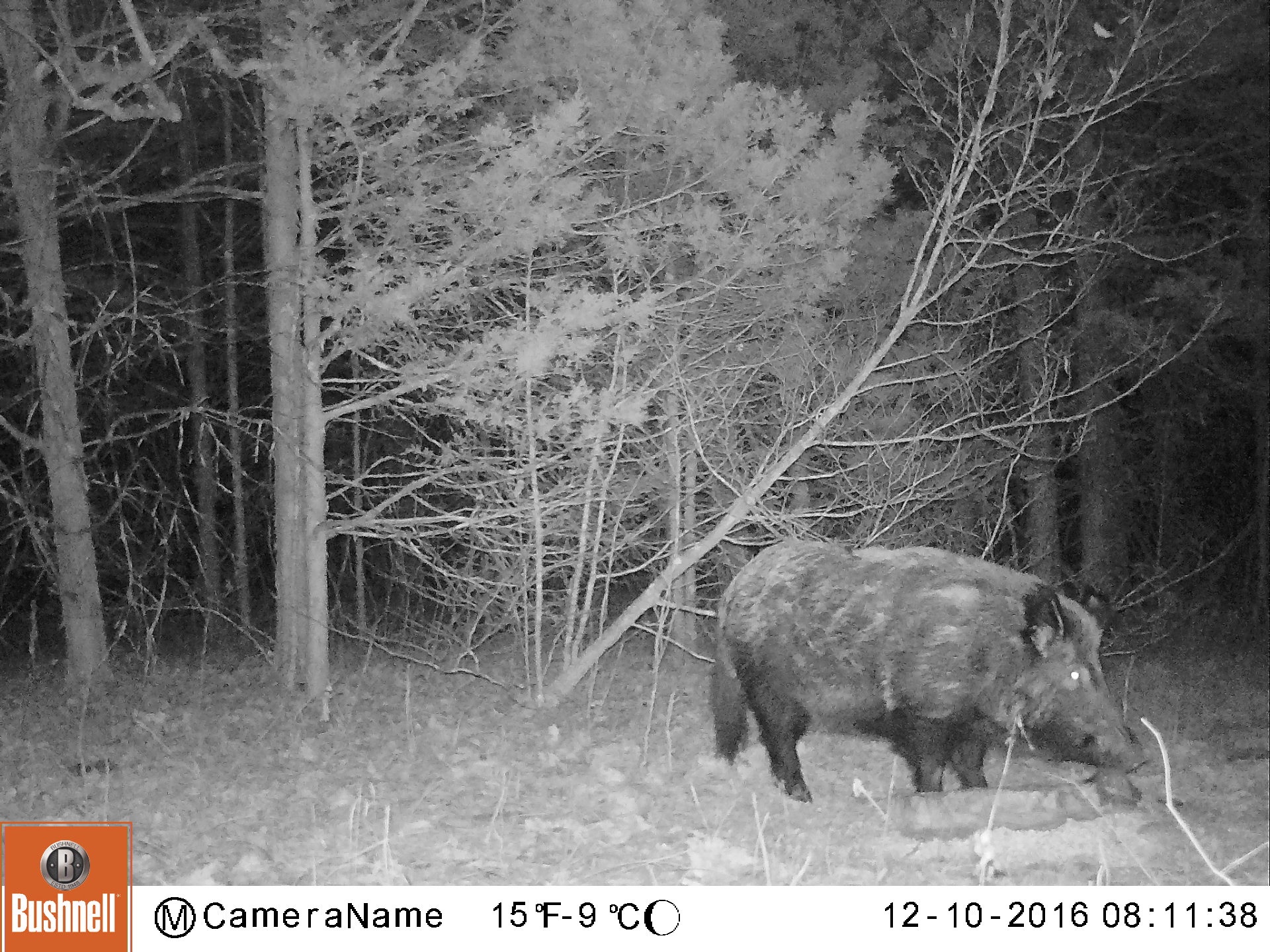This large, Shannon County feral hog returns to the same bait pile often and will hopefully be trapped soon.