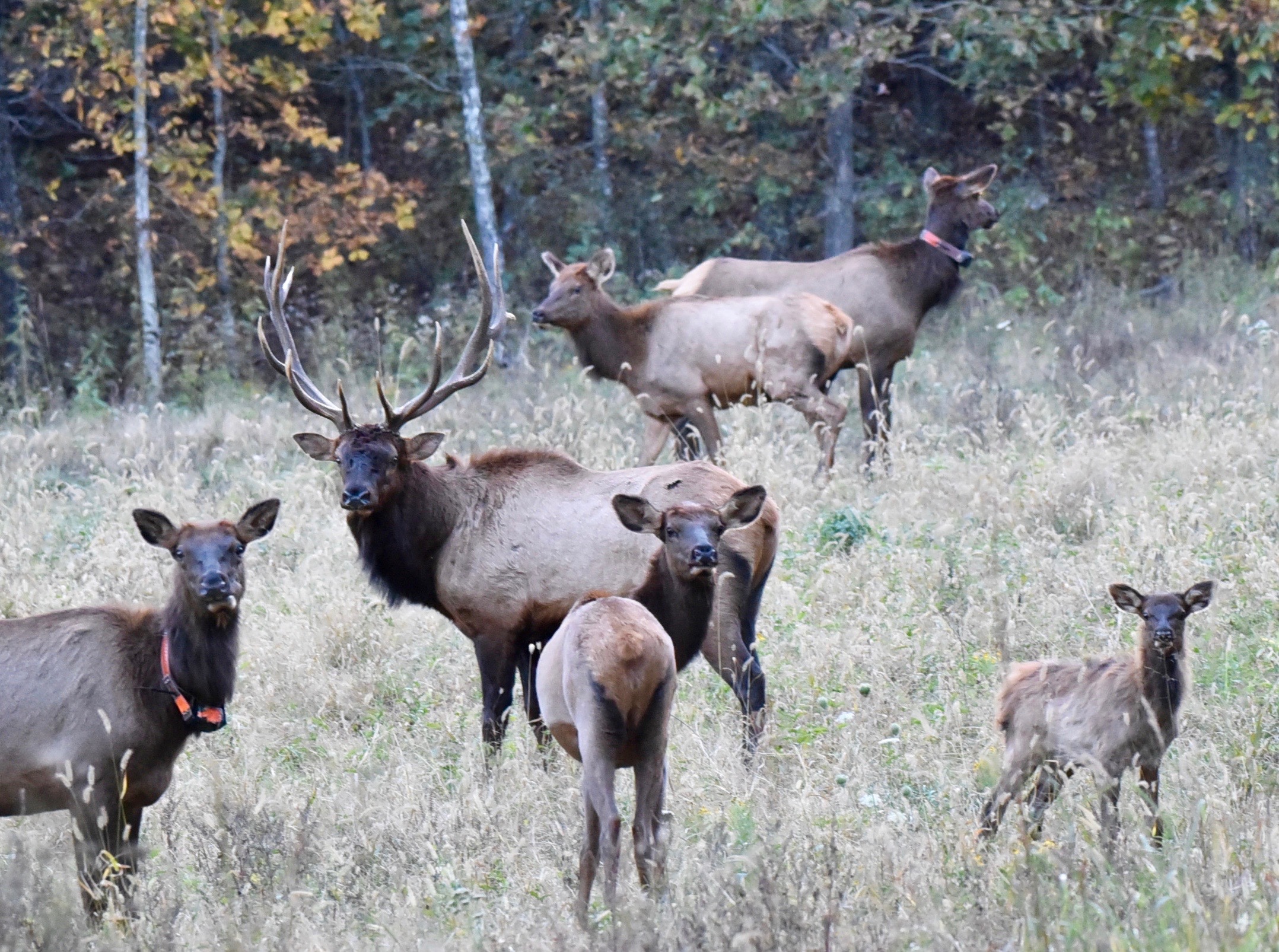 Missouri elk herd looking good Conservation Federation of Missouri