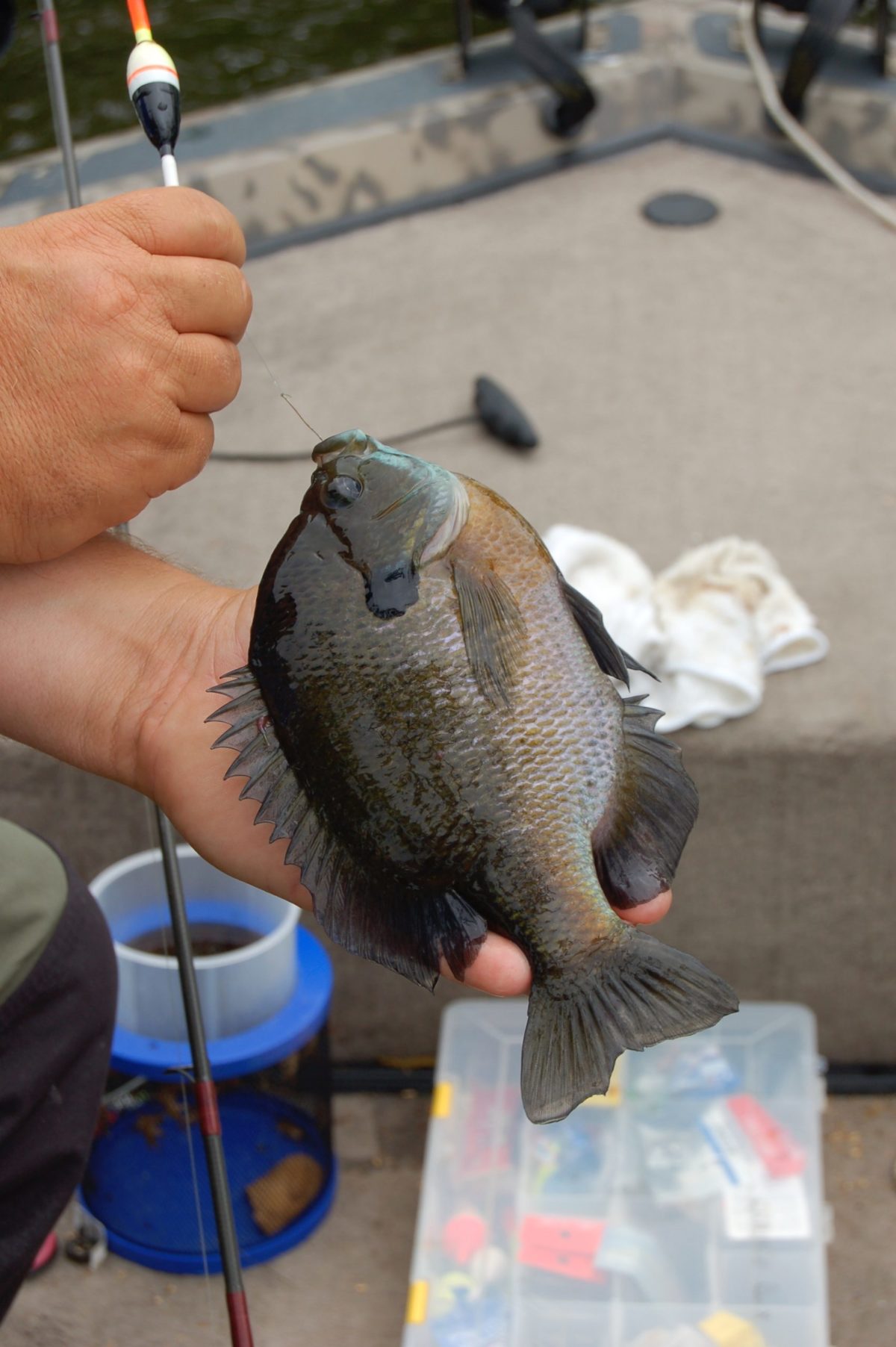 Spring Bluegill Fishing a Favorite Pastime - Conservation