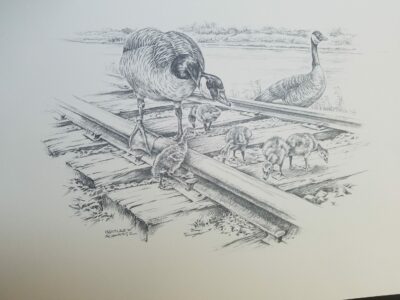 Pencil drawing of geese on a railroad track