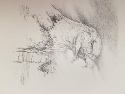 Pencil drawing of a bald eagle