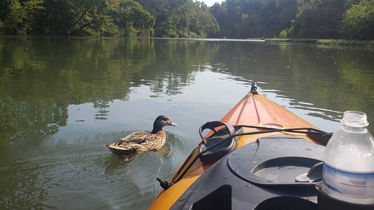 Duck swimming near kayak