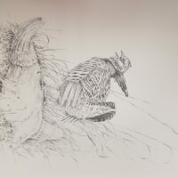 Pencil drawing of a prairie chicken