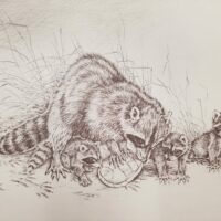 Pencil drawing of a raccoon mother with their babies
