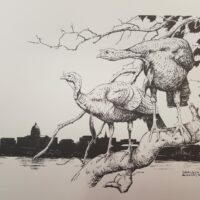 Ink drwaing of turkeys overlooking the US Capitol building