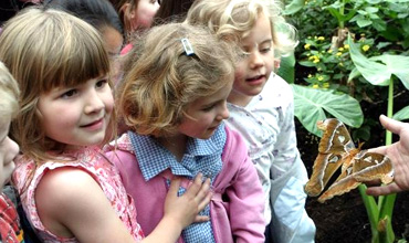 Three little girls look at a butterfly resting on a hand