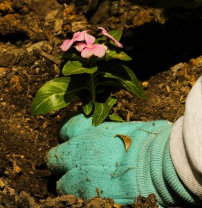 Blue glove planting a pink flower in the garden