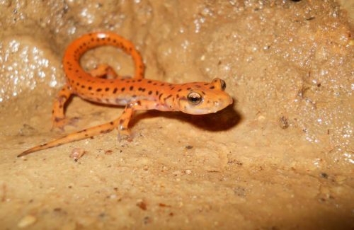 Cave Salamander_Onondaga_Colton Zirkle